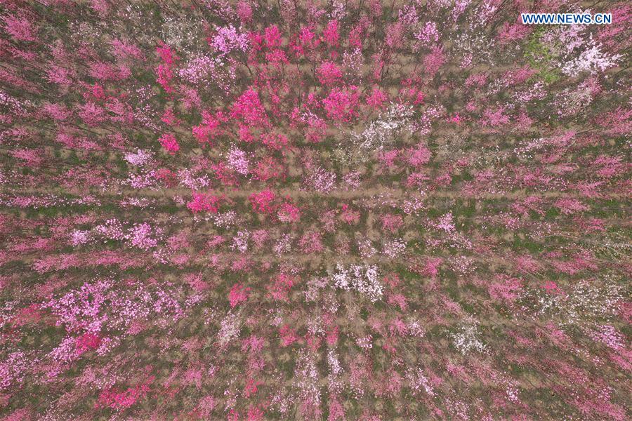 CHINA-HENAN-XINGYANG-SPRING-BLOSSOMS (CN)