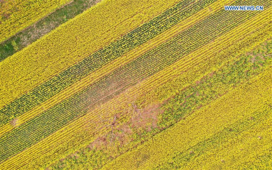 CHINA-HENAN-XINGYANG-SPRING-BLOSSOMS (CN)