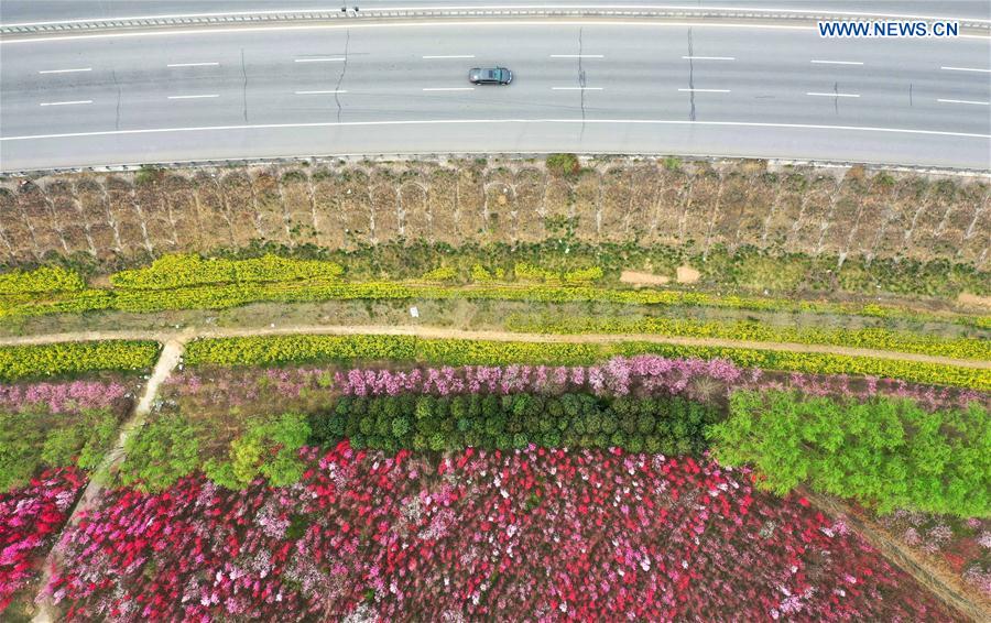 CHINA-HENAN-XINGYANG-SPRING-BLOSSOMS (CN)