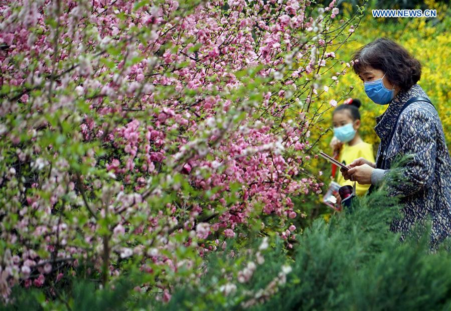CHINA-HENAN-ZHENGZHOU-BLOSSOM (CN)