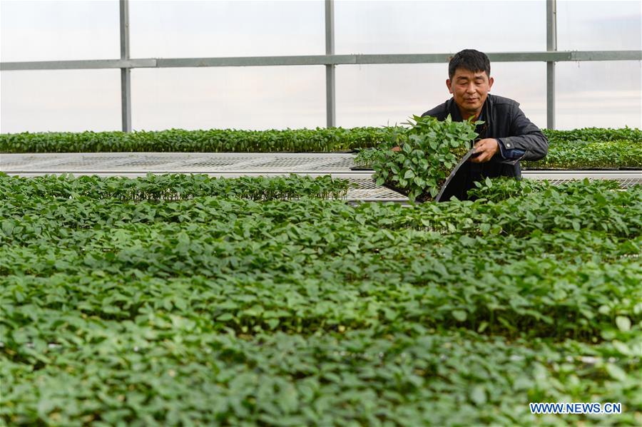 CHINA-XINJIANG-POVERTY ALLEVIATION (CN)