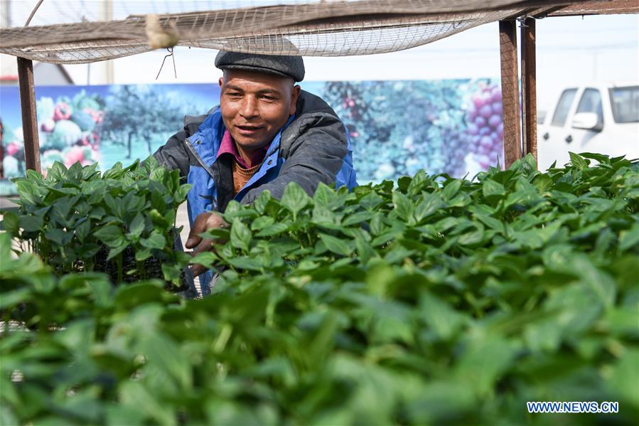 CHINA-XINJIANG-POVERTY ALLEVIATION (CN)