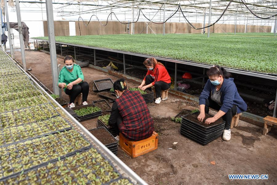 CHINA-XINJIANG-POVERTY ALLEVIATION (CN)