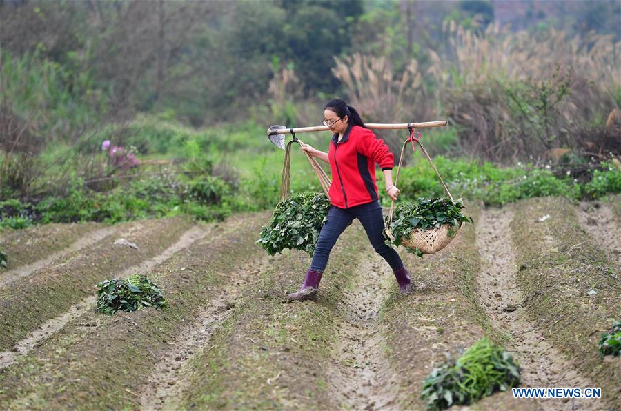 CHINA-GUANGXI-RONGSHUI-POVERTY ALLEVIATION (CN)