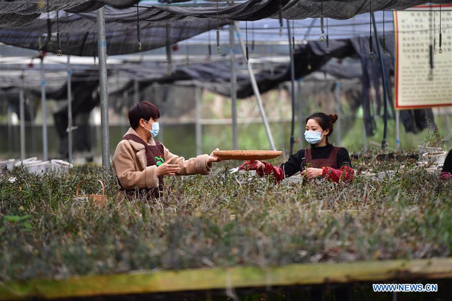 CHINA-GUANGXI-RONGSHUI-POVERTY ALLEVIATION (CN)