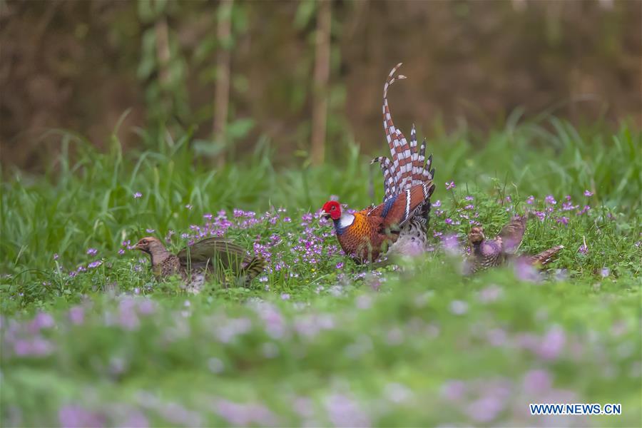CHINA-SPRING-BIRDS (CN)