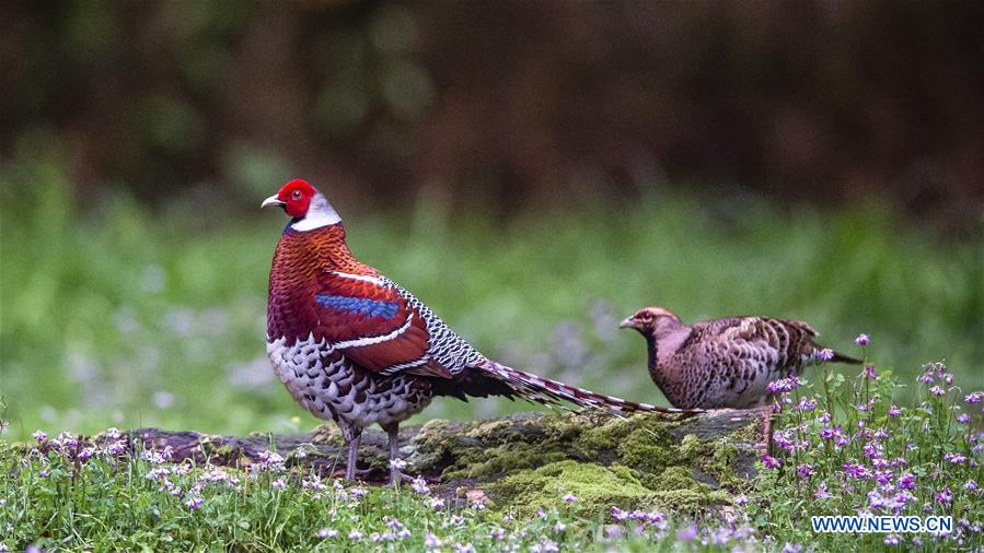 CHINA-SPRING-BIRDS (CN)