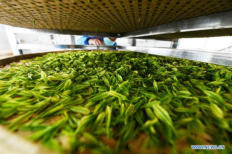 CHINA-GUIZHOU-GUIYANG-TEA-HARVEST (CN)