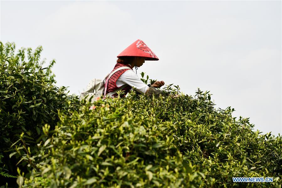 CHINA-GUIZHOU-GUIYANG-TEA-HARVEST (CN)
