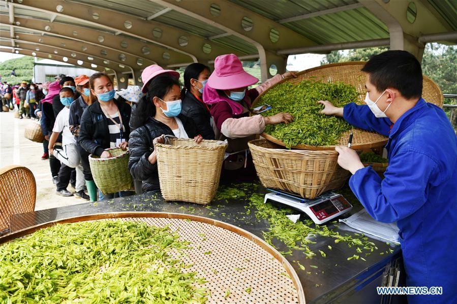 CHINA-GUIZHOU-GUIYANG-TEA-HARVEST (CN)
