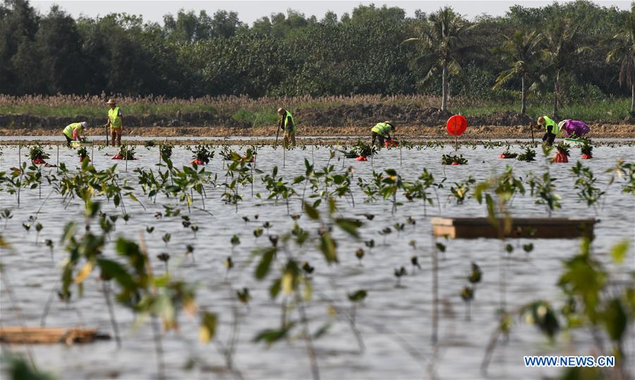 CHINA-HAINAN-MANGROVES TREES-PLANTING