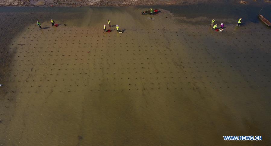 CHINA-HAINAN-MANGROVES TREES-PLANTING