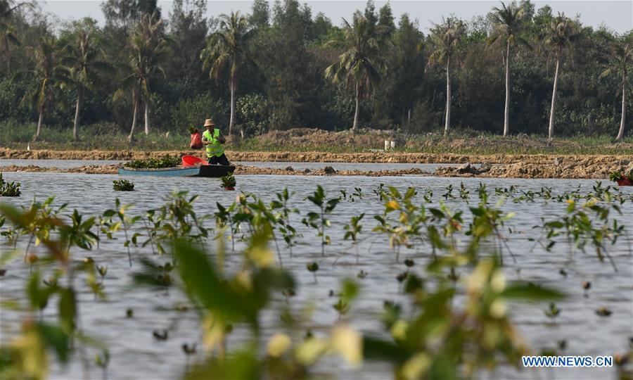 CHINA-HAINAN-MANGROVES TREES-PLANTING