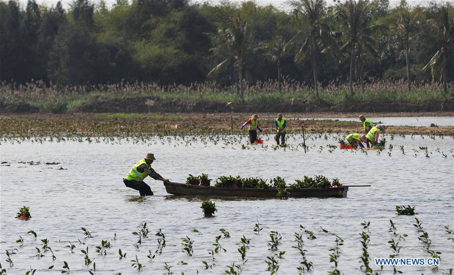 CHINA-HAINAN-MANGROVES TREES-PLANTING