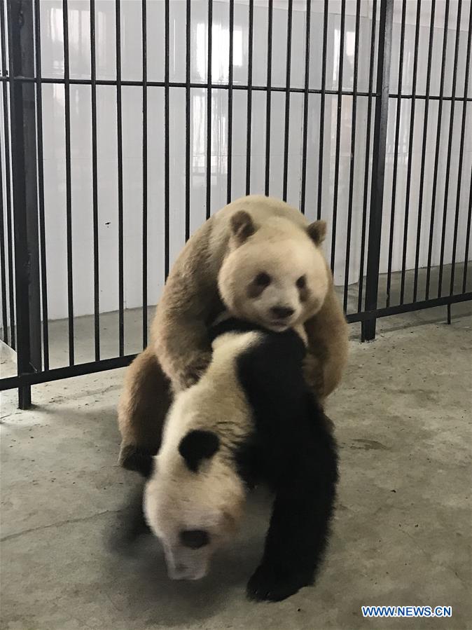 CHINA-SHAANXI-CAPTIVE BROWN PANDA-QI ZAI-NATURAL MATING (CN)
