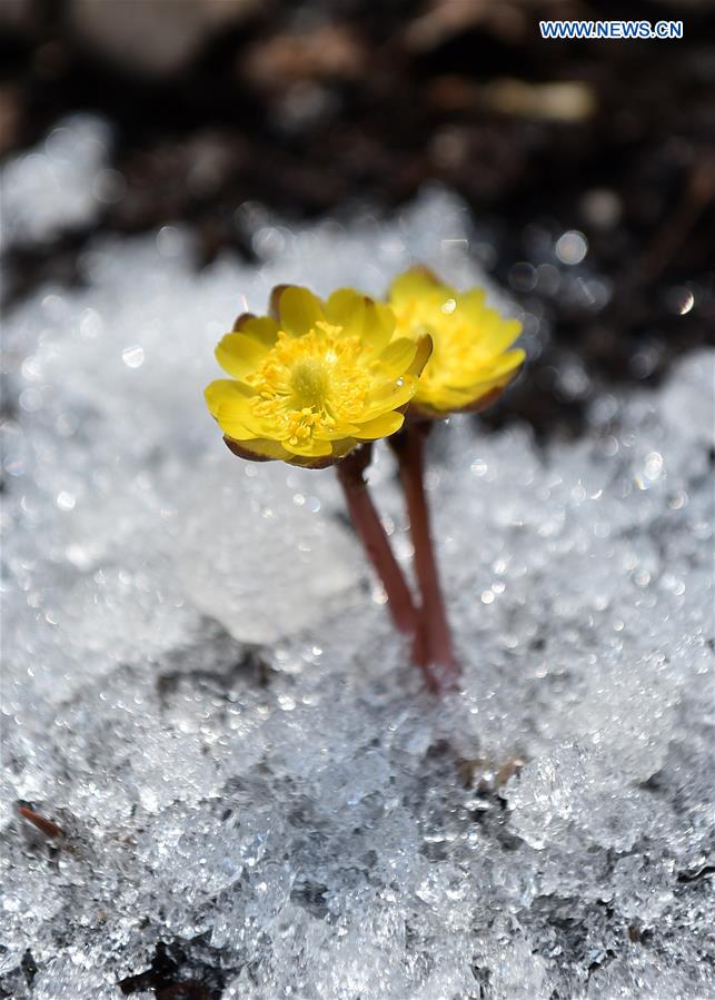 CHINA-JILIN-CHANGCHUN-SPRING-FLOWERS (CN)