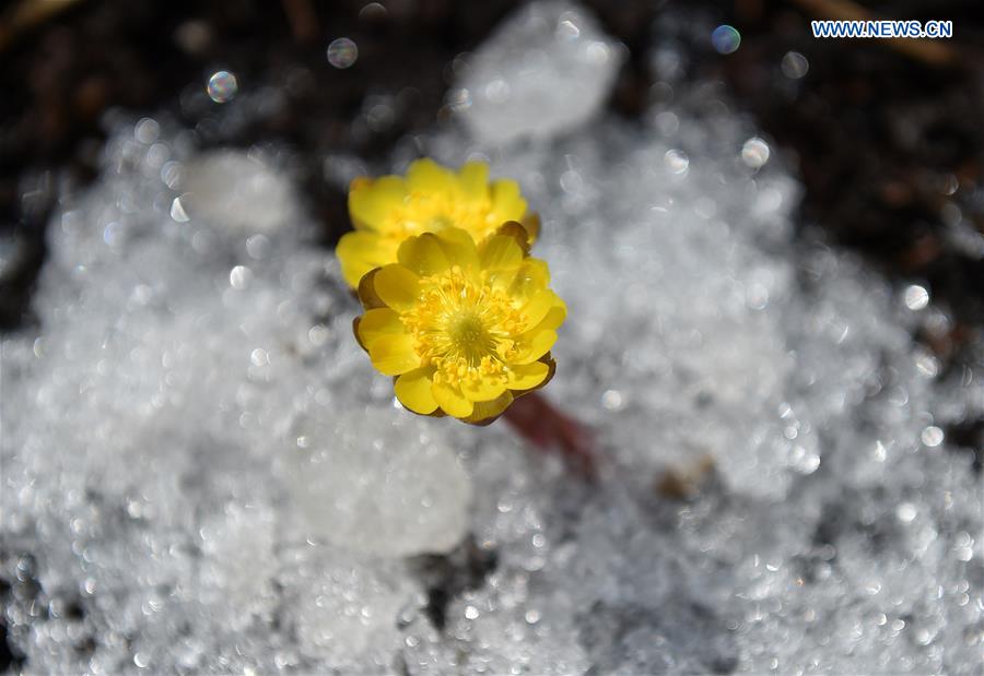 CHINA-JILIN-CHANGCHUN-SPRING-FLOWERS (CN)