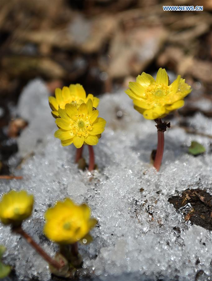 CHINA-JILIN-CHANGCHUN-SPRING-FLOWERS (CN)