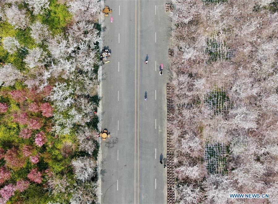 CHINA-HENAN-SPRING-CHERRY BLOSSOMS (CN)