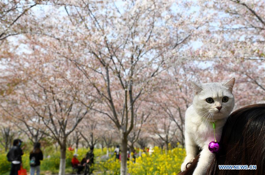 CHINA-HENAN-SPRING-CHERRY BLOSSOMS (CN)