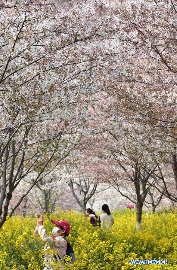 CHINA-HENAN-SPRING-CHERRY BLOSSOMS (CN)