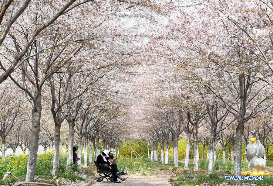 CHINA-HENAN-SPRING-CHERRY BLOSSOMS (CN)