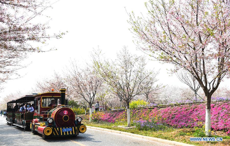 CHINA-HENAN-SPRING-CHERRY BLOSSOMS (CN)