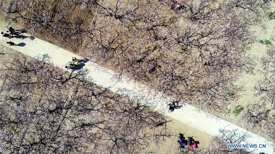 CHINA-HEBEI-SPRING-APRICOT TREES (CN)