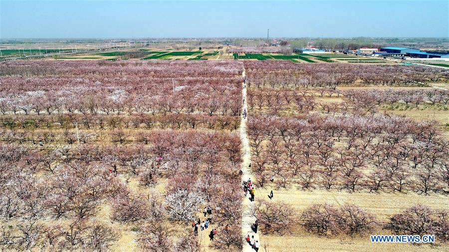 CHINA-HEBEI-SPRING-APRICOT TREES (CN)