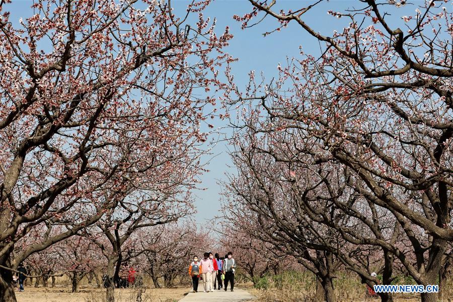 CHINA-HEBEI-SPRING-APRICOT TREES (CN)
