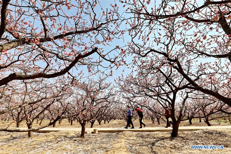 CHINA-HEBEI-SPRING-APRICOT TREES (CN)