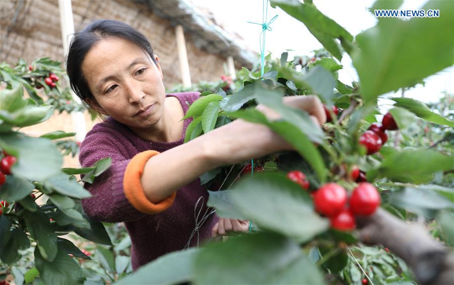 CHINA-LIAONING-DALIAN-CHERRY-PLANTING (CN)