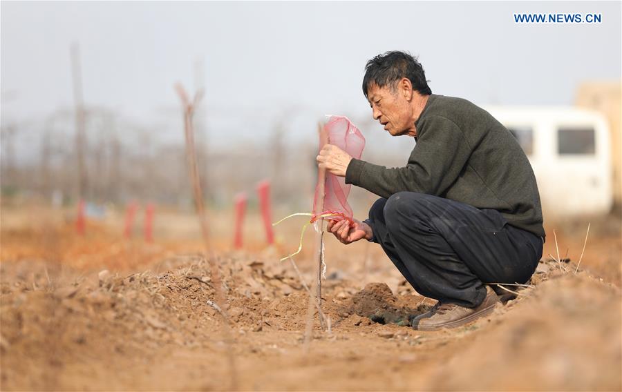CHINA-LIAONING-DALIAN-CHERRY-PLANTING (CN)