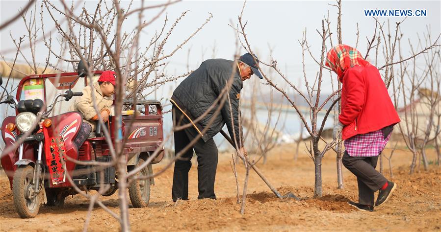 CHINA-LIAONING-DALIAN-CHERRY-PLANTING (CN)