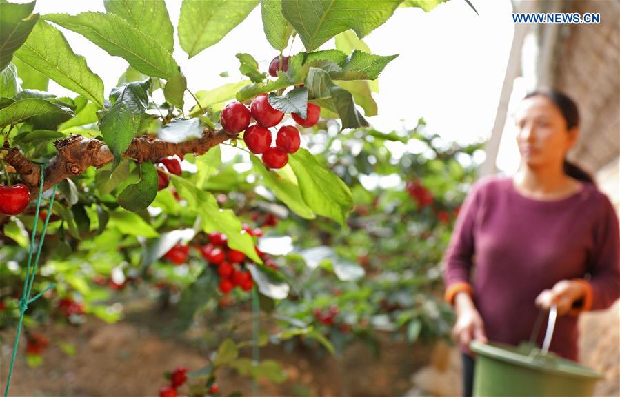 CHINA-LIAONING-DALIAN-CHERRY-PLANTING (CN)