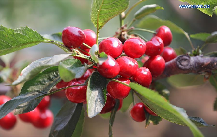 CHINA-LIAONING-DALIAN-CHERRY-PLANTING (CN)