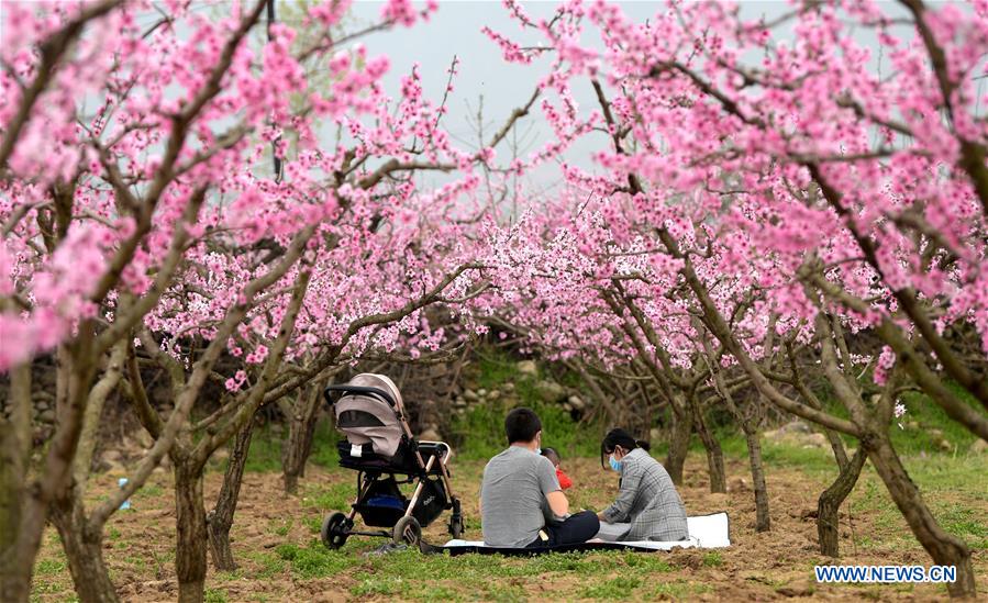 In pics peach blossoms at peach garden in Xi'an, Shaanxi Xinhua