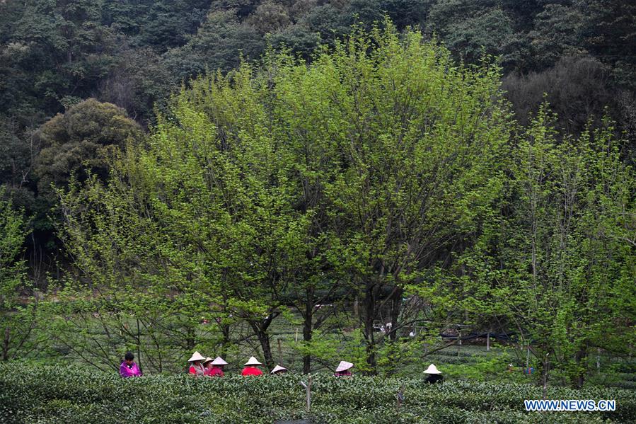 CHINA-HANGZHOU-WEST LAKE LONGJING TEA-HARVEST (CN)