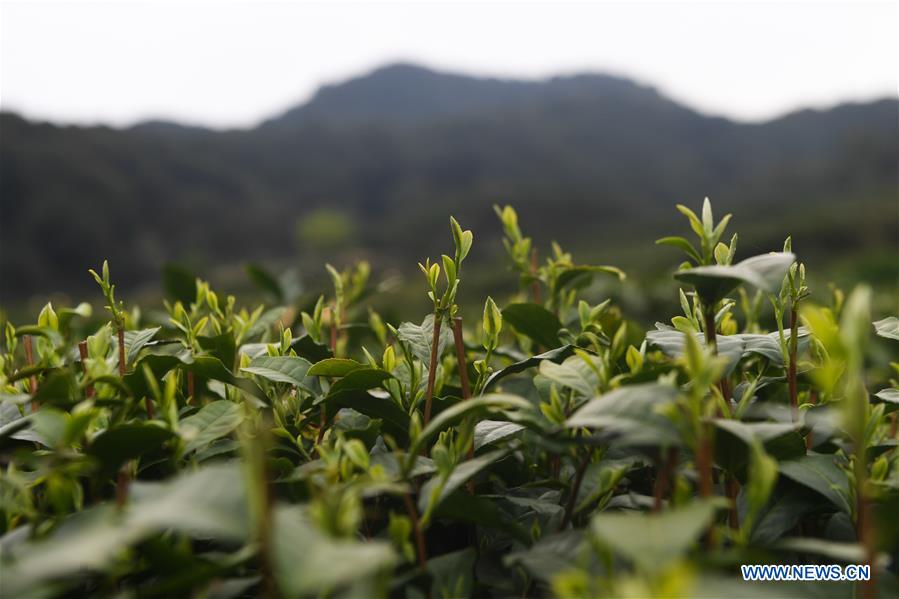 CHINA-HANGZHOU-WEST LAKE LONGJING TEA-HARVEST (CN)