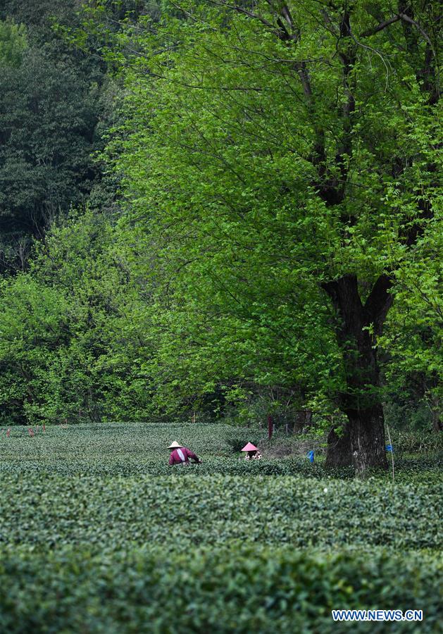 CHINA-HANGZHOU-WEST LAKE LONGJING TEA-HARVEST (CN)