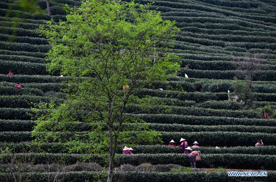 CHINA-HANGZHOU-WEST LAKE LONGJING TEA-HARVEST (CN)