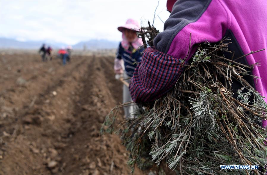 CHINA-XINJIANG-HUOCHENG-LAVENDER-PLANT (CN)