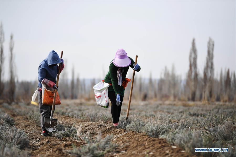 CHINA-XINJIANG-HUOCHENG-LAVENDER-PLANT (CN)
