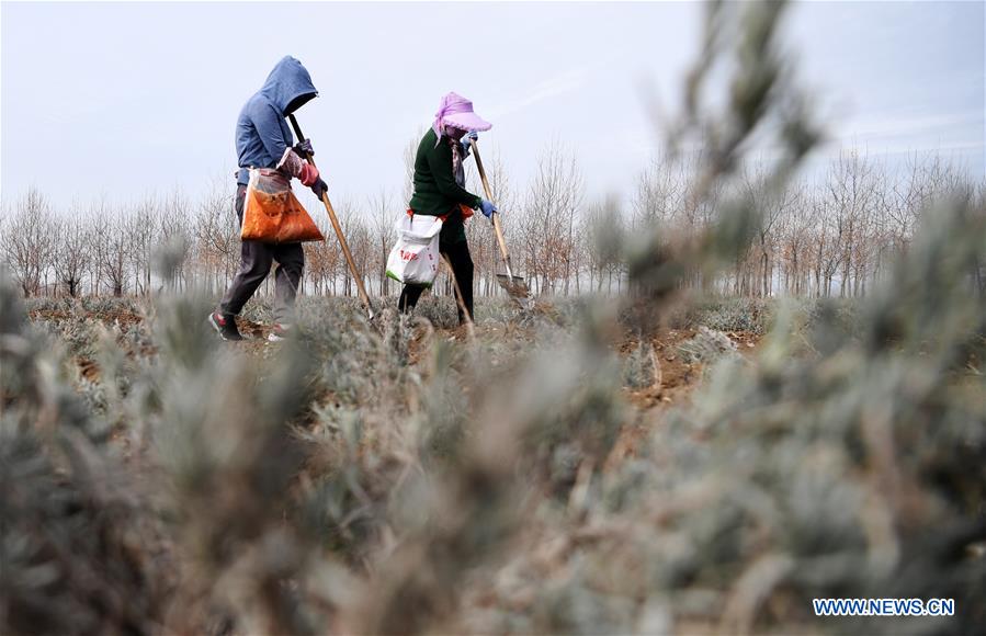 CHINA-XINJIANG-HUOCHENG-LAVENDER-PLANT (CN)