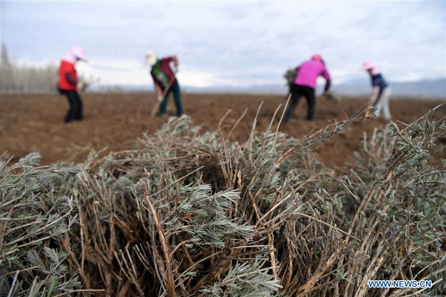 CHINA-XINJIANG-HUOCHENG-LAVENDER-PLANT (CN)