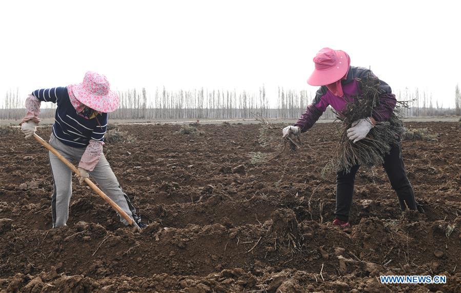 CHINA-XINJIANG-HUOCHENG-LAVENDER-PLANT (CN)