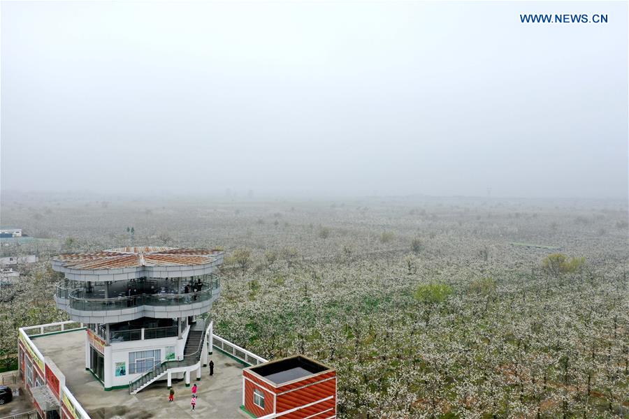 CHINA-HENAN-SHANGQIU-SPRING SCENERY (CN)