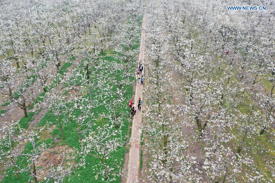 CHINA-HENAN-SHANGQIU-SPRING SCENERY (CN)