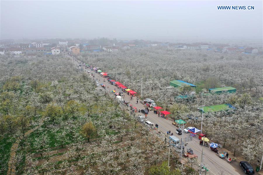 CHINA-HENAN-SHANGQIU-SPRING SCENERY (CN)