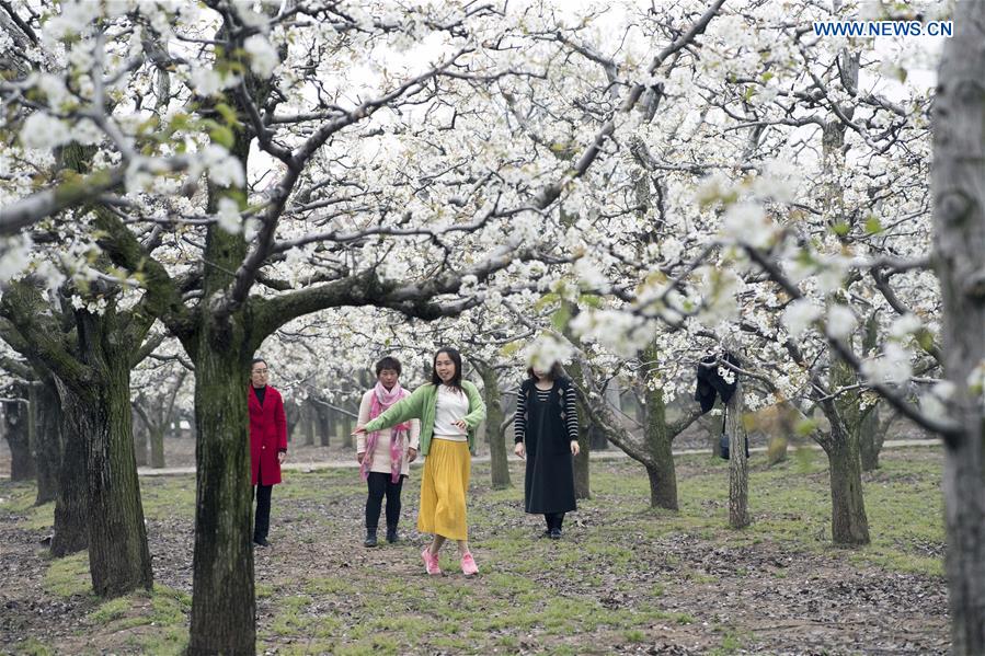 CHINA-HENAN-SHANGQIU-SPRING SCENERY (CN)